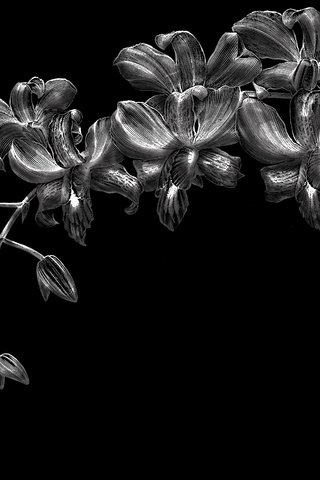 Обои цветы, черный фон, орхидеи, flowers, black background, orchids разрешение 2560x1600 Загрузить