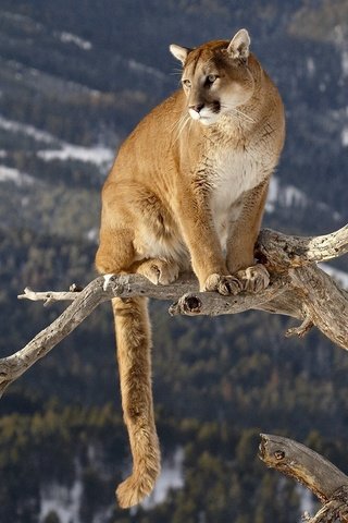 Обои большая кошка, ствол, пума, горный лев, big cat, trunk, puma, mountain lion разрешение 1920x1080 Загрузить