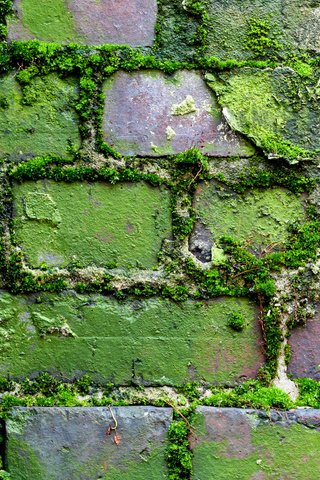 Обои узор, стена, мох, кирпич, кирпичная стена, moss (узор, мох), pattern, wall, moss, brick, brick wall, moss (pattern, moss) разрешение 2560x1600 Загрузить