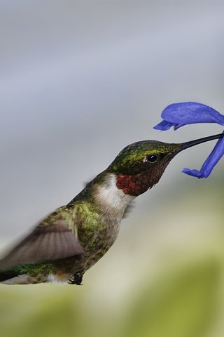 Обои макро, полет, цветок, птица, колибри, macro, flight, flower, bird, hummingbird разрешение 1920x1200 Загрузить