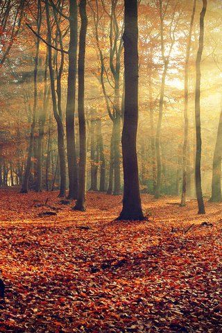 Обои свет, деревья, природа, лес, лучи, ветки, листва, осень, light, trees, nature, forest, rays, branches, foliage, autumn разрешение 1920x1280 Загрузить
