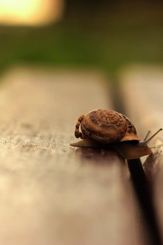 Обои макро, пол, улитка, деревянный, macro, floor, snail, wooden разрешение 2048x1365 Загрузить