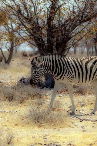 Обои природа, зебра, африка, nature, zebra, africa разрешение 1920x1200 Загрузить