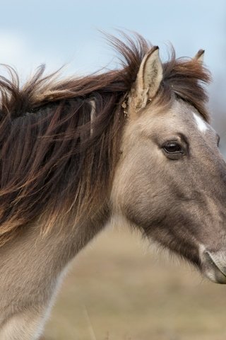 Обои морда, лошадь, профиль, ветер, конь, грива, face, horse, profile, the wind, mane разрешение 2048x1365 Загрузить