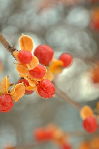 Обои ветка, природа, листья, ягоды, плоды, боке, древогубец, branch, nature, leaves, berries, fruit, bokeh разрешение 2048x1347 Загрузить