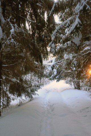 Обои дорога, деревья, снег, зима, пейзаж, road, trees, snow, winter, landscape разрешение 2875x1910 Загрузить