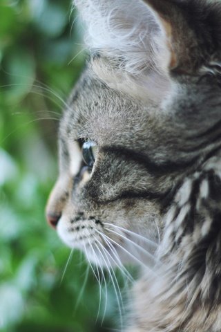Обои кот, кошка, пушистый, серый, cat, fluffy, grey разрешение 2560x1707 Загрузить