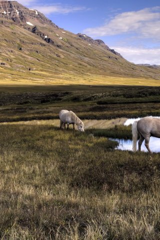 Обои озеро, природа, кони, lake, nature, horses разрешение 2560x1689 Загрузить