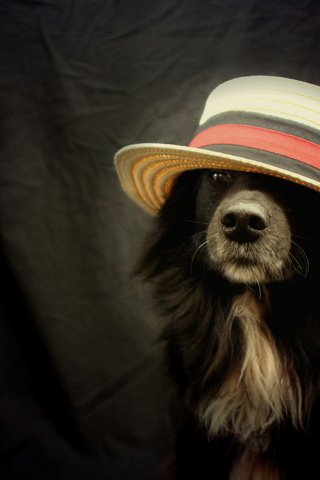 Обои взгляд, друг, шляпа, бордер-колли, look, each, hat, the border collie разрешение 2048x1365 Загрузить