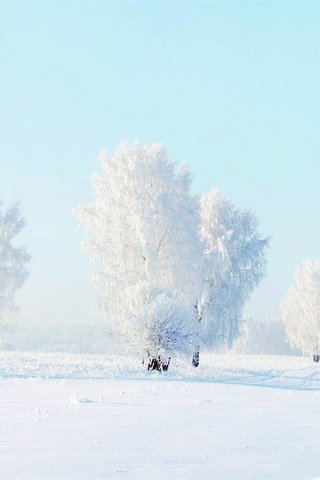 Обои деревья, снег, зима, мороз, trees, snow, winter, frost разрешение 1920x1200 Загрузить