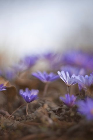 Обои цветы, природа, макро, весна, синие, flowers, nature, macro, spring, blue разрешение 2583x1722 Загрузить