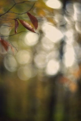 Обои ветка, листья, фон, осень, блики, branch, leaves, background, autumn, glare разрешение 2560x1707 Загрузить