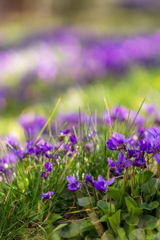Обои цветы, трава, природа, луг, фиалка, flowers, grass, nature, meadow, violet разрешение 2560x1600 Загрузить