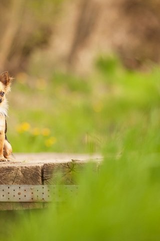 Обои взгляд, собака, чихуахуа, look, dog, chihuahua разрешение 1920x1200 Загрузить