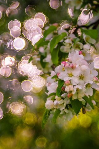 Обои дерево, цветение, блики, весна, боке, sorin mutu, tree, flowering, glare, spring, bokeh разрешение 2560x1600 Загрузить