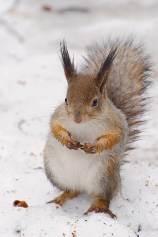 Обои снег, зима, животное, белка, белочка, anna verdina, snow, winter, animal, protein, squirrel разрешение 3084x2468 Загрузить