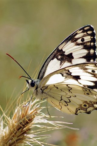 Обои макро, насекомое, поле, бабочка, крылья, растение, ziva & amir, macro, insect, field, butterfly, wings, plant разрешение 2030x1281 Загрузить