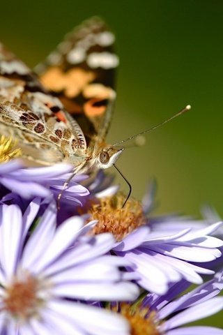 Обои цветы, природа, макро, бабочка, насекомые, flowers, nature, macro, butterfly, insects разрешение 1920x1200 Загрузить