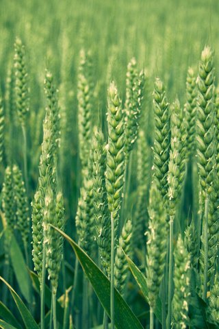 Обои природа, зелень, макро, поле, колосья, пшеница, nature, greens, macro, field, ears, wheat разрешение 2560x1600 Загрузить