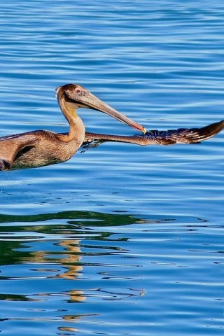 Обои вода, крылья, птица, клюв, пеликан, water, wings, bird, beak, pelican разрешение 1920x1200 Загрузить