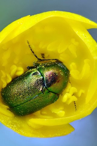 Обои желтый, жук, макро, насекомое, цветок, тюльпан, майский жук, yellow, beetle, macro, insect, flower, tulip, chafer разрешение 2560x1600 Загрузить