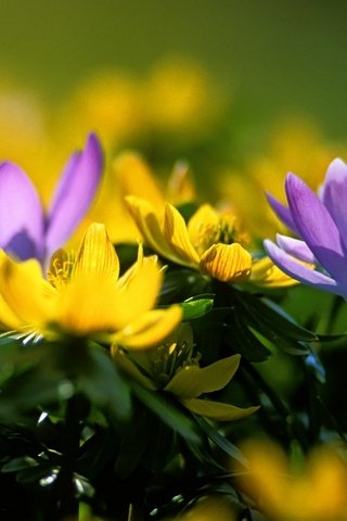 Обои цветы, желтый, синий, весна, крокус, адонис, адонисы, flowers, yellow, blue, spring, krokus, adonis разрешение 1920x1200 Загрузить