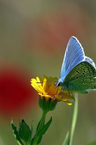 Обои желтый, макро, насекомое, цветок, бабочка, нектар, ziva & amir, yellow, macro, insect, flower, butterfly, nectar разрешение 2069x1503 Загрузить