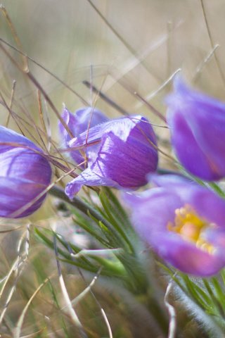 Обои цветы, цветком, ветреница, сон-трава, прострел, flowers, flower, anemone, sleep-grass, cross разрешение 2048x1510 Загрузить