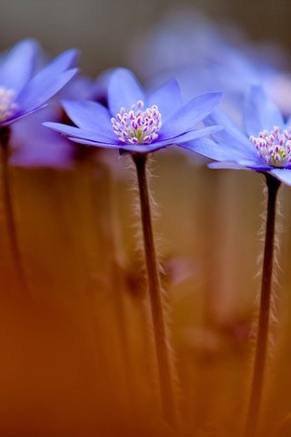 Обои цветы, макро, весна, синие, анемоны, anemone hepatica, печеночники, flowers, macro, spring, blue, anemones, the liverworts разрешение 1920x1200 Загрузить