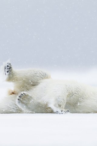 Обои снег, полярный медведь, медведь, хищник, белый медведь, snow, polar bear, bear, predator разрешение 2048x1366 Загрузить