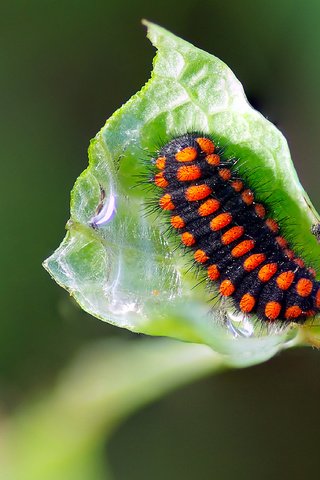 Обои макро, насекомое, лист, растение, гусеница, ziva & amir, macro, insect, sheet, plant, caterpillar разрешение 3393x2224 Загрузить