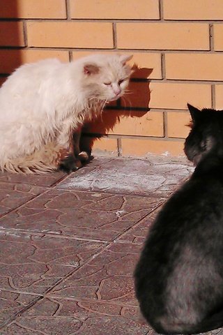 Обои черный, белый, весна, коты, кошки, black, white, spring, cats разрешение 3264x1840 Загрузить