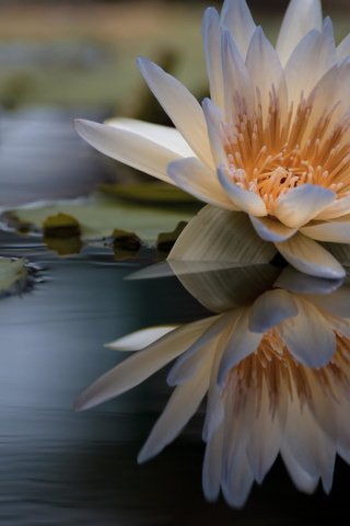 Обои вода, отражение, цветок, лилия, кувшинка, нимфея, водяная лилия, water, reflection, flower, lily, nymphaeum, water lily разрешение 2048x1356 Загрузить