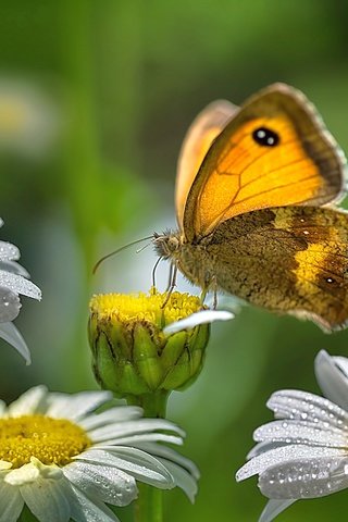 Обои цветы, роса, капли, лето, бабочка, насекомые, ромашки, flowers, rosa, drops, summer, butterfly, insects, chamomile разрешение 2560x1440 Загрузить