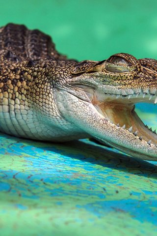 Обои зубы, крокодил, пасть, крокодильчик, аллигатор, teeth, crocodile, mouth, alligator разрешение 2880x1800 Загрузить