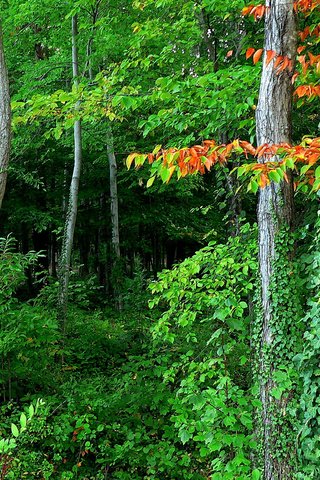 Обои деревья, лес, листья, заросли, trees, forest, leaves, thickets разрешение 2048x1468 Загрузить