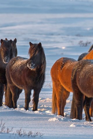 Обои снег, зима, лошади, кони, исландия, snow, winter, horse, horses, iceland разрешение 3840x2160 Загрузить