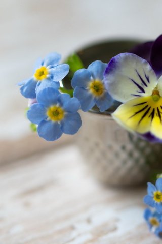 Обои цветы, фон, букет, незабудки, анютины глазки, flowers, background, bouquet, forget-me-nots, pansy разрешение 2560x1600 Загрузить