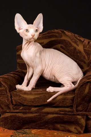 Обои кошка, донской сфинкс, котенок, темный фон, кресло, уши, лысый, складки, сфинкс, cat, don sphynx, kitty, the dark background, chair, ears, bald, folds, sphinx разрешение 2880x2160 Загрузить