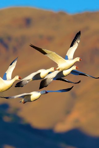 Обои полет, птицы, гуси, flight, birds, geese разрешение 2048x1365 Загрузить