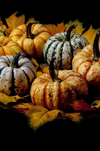 Обои листья, фон, тыквы, leaves, background, pumpkin разрешение 2560x1524 Загрузить