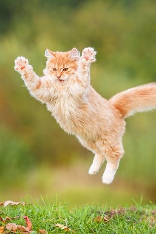 Обои кот, пушистый, прыжок, рыжий, рыжий кот, cat, fluffy, jump, red, red cat разрешение 3600x2395 Загрузить