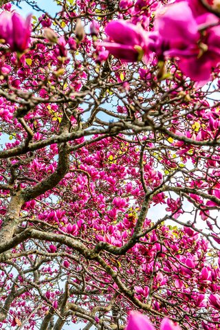 Обои цветы, дерево, ветки, магнолия, flowers, tree, branches, magnolia разрешение 2048x1367 Загрузить