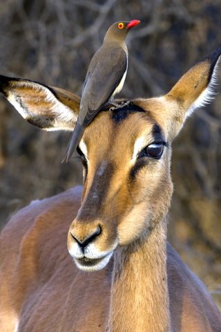 Обои юар, антилопа, национальный парк крюгера, импала, red-billed oxpecker, чёрнопятая антилопа, south africa, antelope, kruger national park, impala разрешение 2560x1600 Загрузить