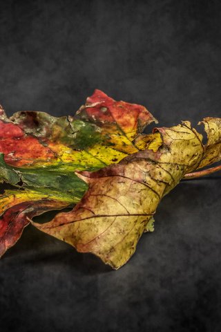 Обои природа, фон, осень, лист, етекстура, colour, decay, nature, background, autumn, sheet, texture разрешение 2048x1152 Загрузить