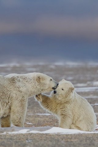 Обои природа, фон, белые, медведи, nature, background, white, bears разрешение 2048x1286 Загрузить