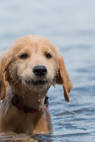 Обои вода, взгляд, собака, щенок, друг, water, look, dog, puppy, each разрешение 1920x1150 Загрузить