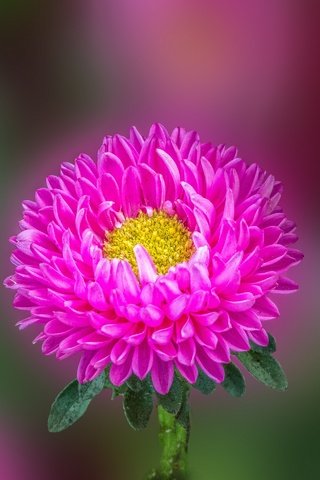 Обои макро, астра, aster flower, macro, astra разрешение 2880x1920 Загрузить