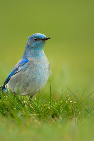 Обои трава, птица, sial currucoides, grass, bird разрешение 1920x1200 Загрузить