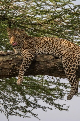 Обои леопард, хищник, дикая кошка, leopard, predator, wild cat разрешение 2880x2252 Загрузить